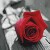 :iconophilia-rose: