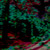 :iconoptical-art:
