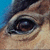 :iconoptical-illusion: