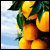 :iconorange-agenda: