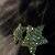 :iconorange-blossoms: