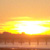 :iconorange-chameleon: