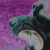 :iconorange-crush: