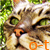 :iconorange-top: