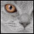 :iconorangeeyedcat: