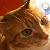 :iconorangekeekat: