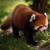 :iconorangepandaart: