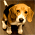 :iconorazioflacco: