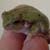 :iconorbitaltreefrog: