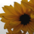 :iconorbweaver: