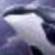 :iconorca-orrinus: