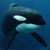 :iconorca-watchers: