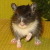 :iconorcachick2005: