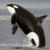 :iconOrcaDreamer: