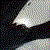 :iconorcal-coral: