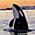 :iconorcaskillerwale:
