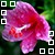 :iconorchard-blossoms: