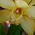 :iconorchid-passion: