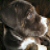 :iconorchid514: