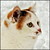 :iconorchideenkatze: