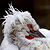 :iconorcophoto: