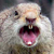 :iconoreobrownie: