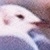 :iconorgan-cakes: