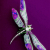 :iconorgandidragonfly: