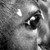 :iconorientalrider: