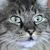 :iconoriginal-kat7: