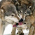 :iconorion1994: