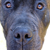 :iconoristhedog: