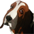 :iconorlop: