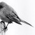 :iconorochimartin: