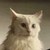 :iconorotubashi: