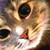 :iconoruga51:
