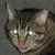 :iconosfe: