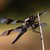 :iconosmosys8: