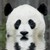 :iconosothepanda: