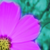 :iconostentatious-607: