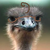 OstriaPlz :iconostriaplz: