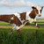 :iconotakucow:
