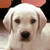 :iconotisomega: