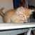 :iconotter-days: