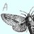 :iconotter-moth: