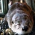:iconotterboy131: