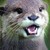 :iconotterchild: