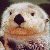 :iconotterpooka: