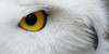 :iconour-friends-owls: