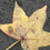 :iconouronlycompass: